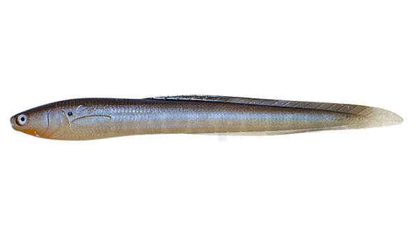 CS-JJE7-34 Jerky J EEL 7" (ca. 17,0 cm) Blue Gill