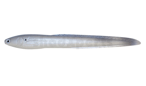 CS-JJE7-06 Jerky J EEL 7" (ca. 17,0 cm) Blue Shad