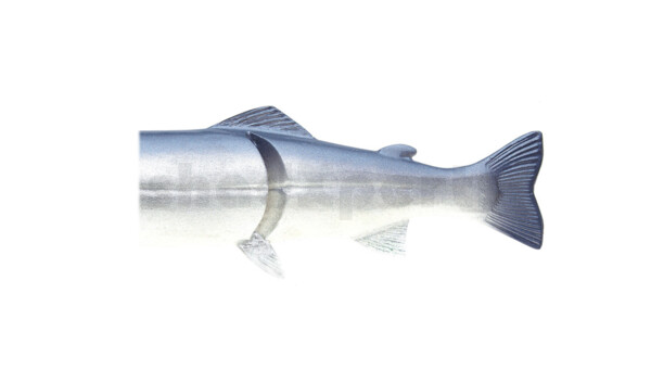 CS20E-BS Ersatzkörper für Castaic-Real-Bait - 8" (20cm) Blue Shad