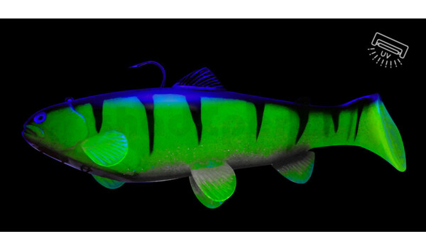 SBT25RPW Castaic Swim Bait Trout 2.0 - 10" (25cm) Fast sinking Reno Perch White