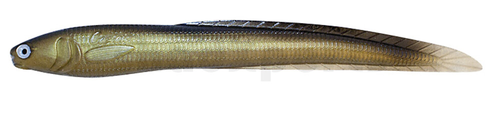 CS-JJE7-08 Jerky J EEL 7" (ca. 17,0 cm) Golden Shiner